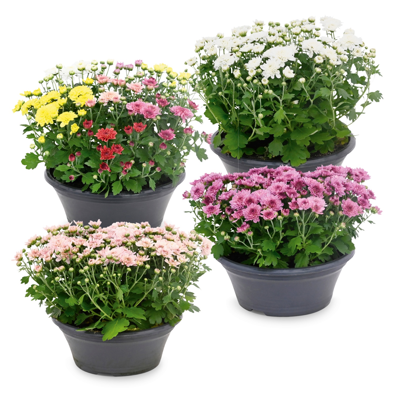 Chrysanthemen-Schale