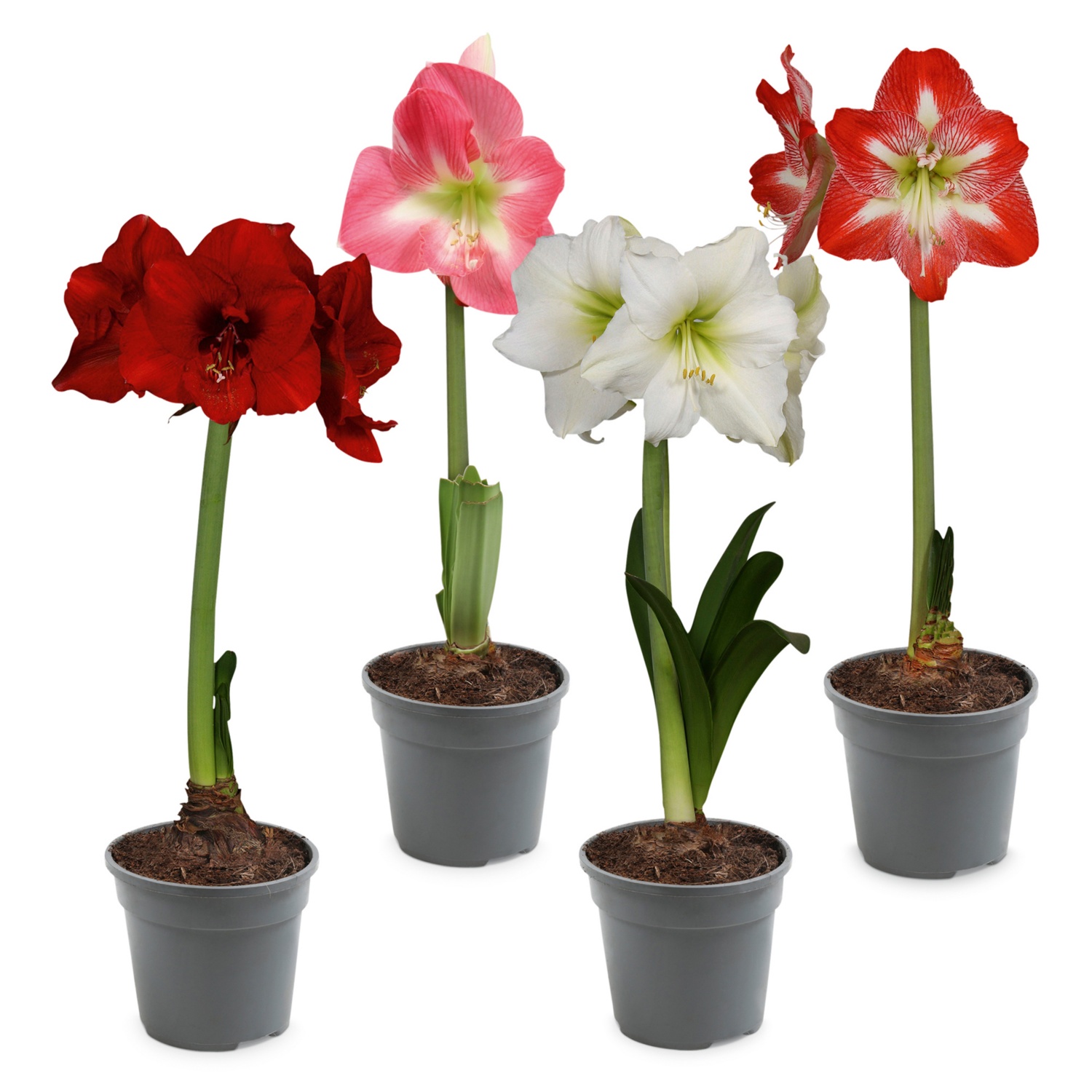 Amaryllis