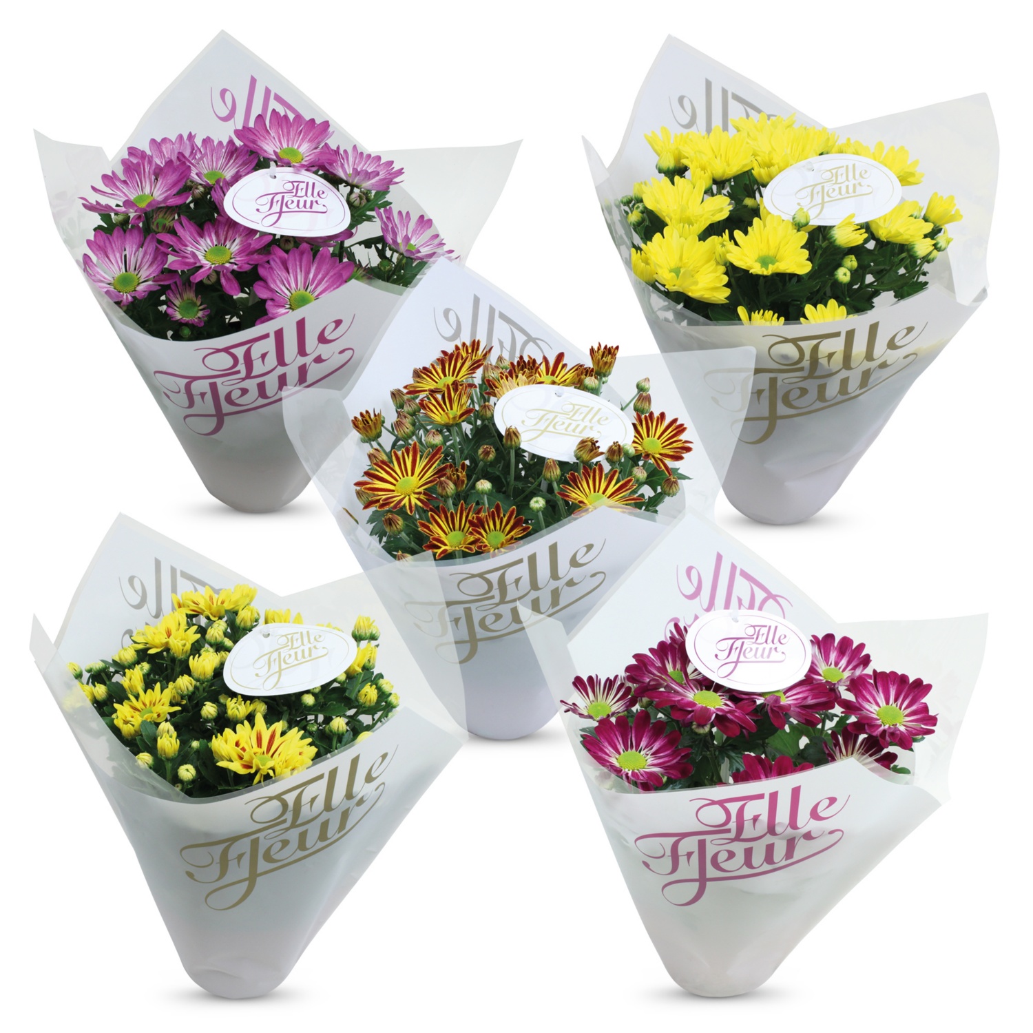Chrysantheme 