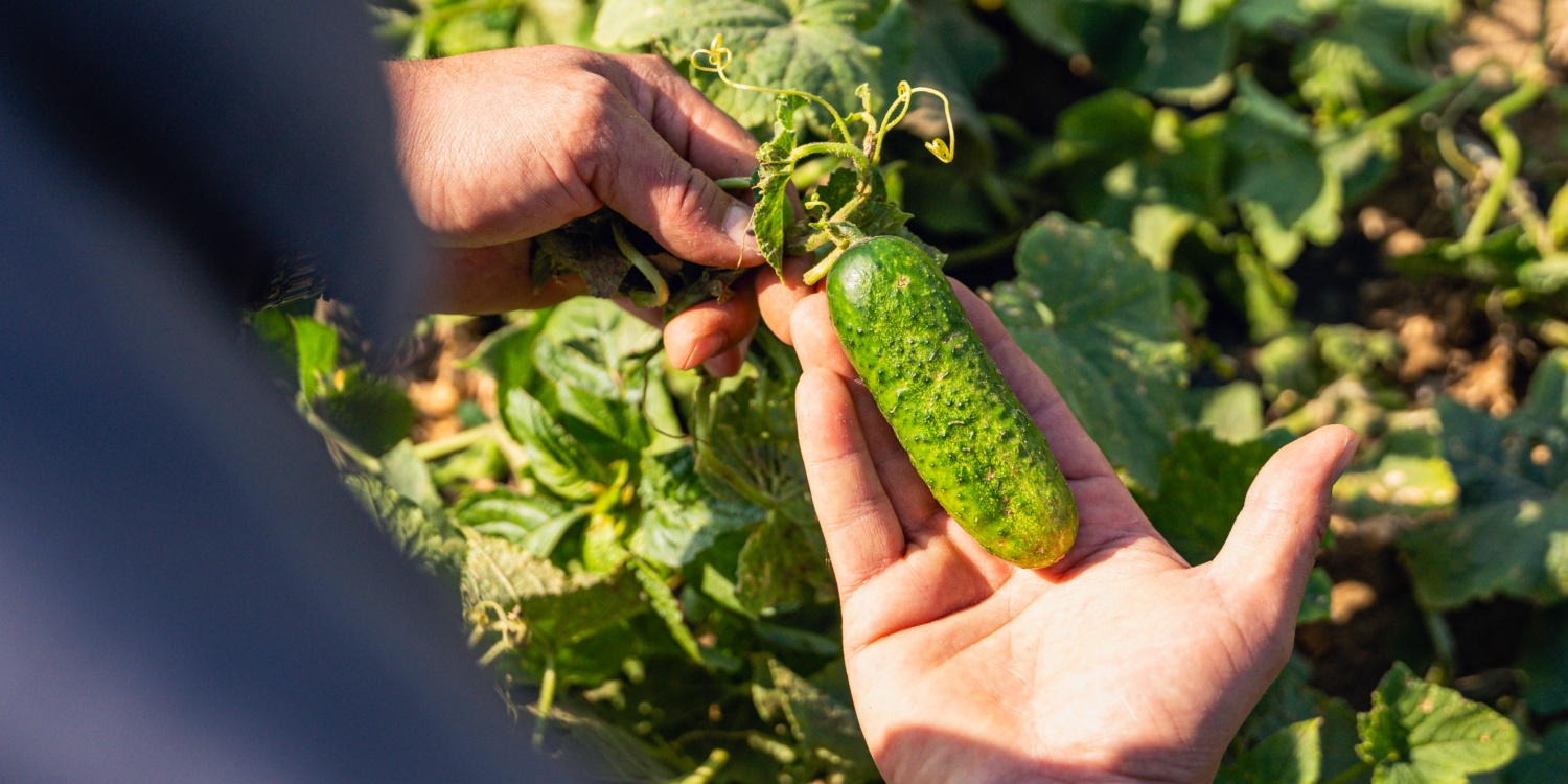 Nahaufnahme einer Gurke die vom Strang angehoben wird.