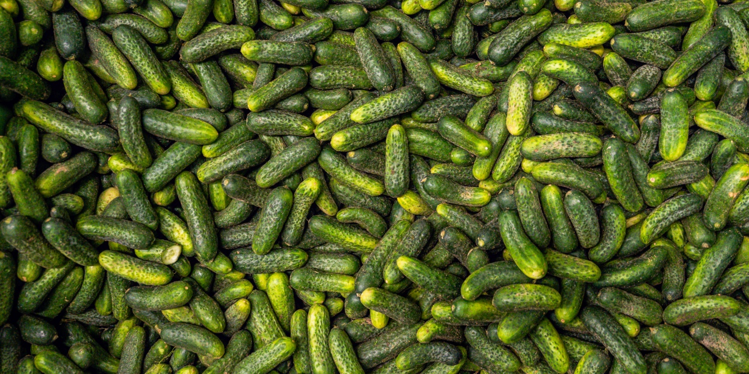 Geerntete Biogurken liegen übereinander.